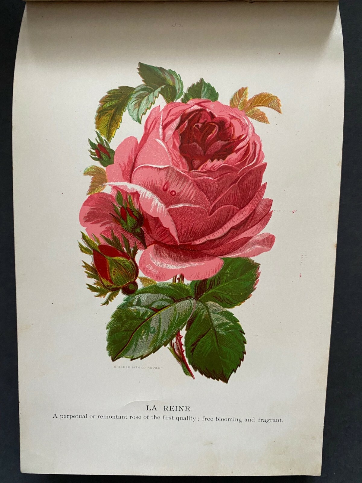 Chas. W. Stuart & Co., Newark Nurseries – 1893 – Signed, Rare Plant Book #1368