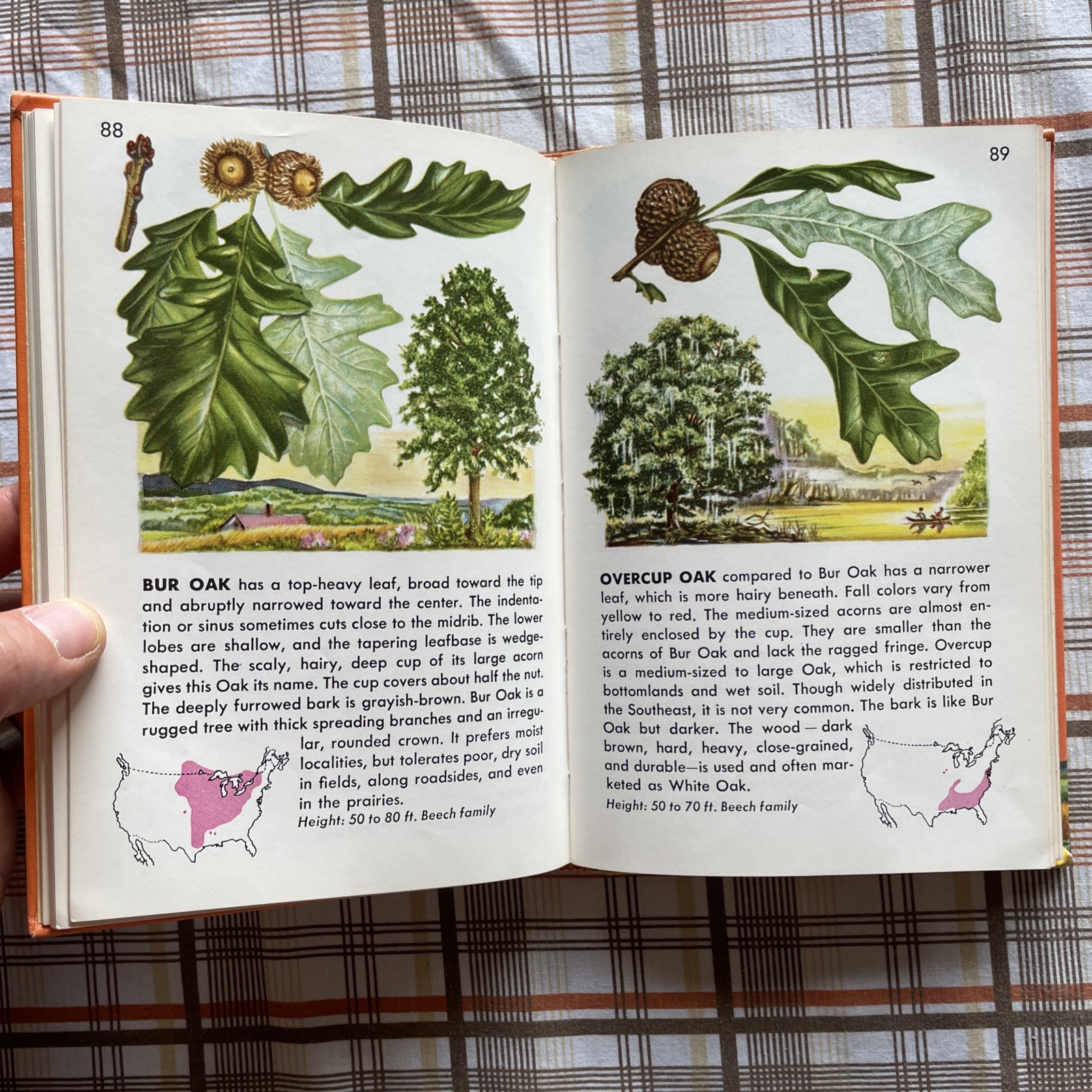 Trees: A Golden Nature Guide to Familiar American Trees (1956 Vintage Ex-Lib HC)
