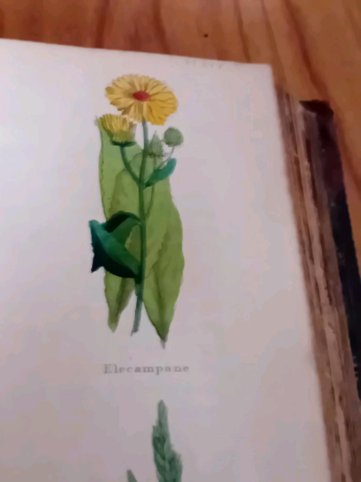 Nicholas Culpeper Complete Herbal Pub 1850 Thomas Kelly Colour Illus Leather HB
