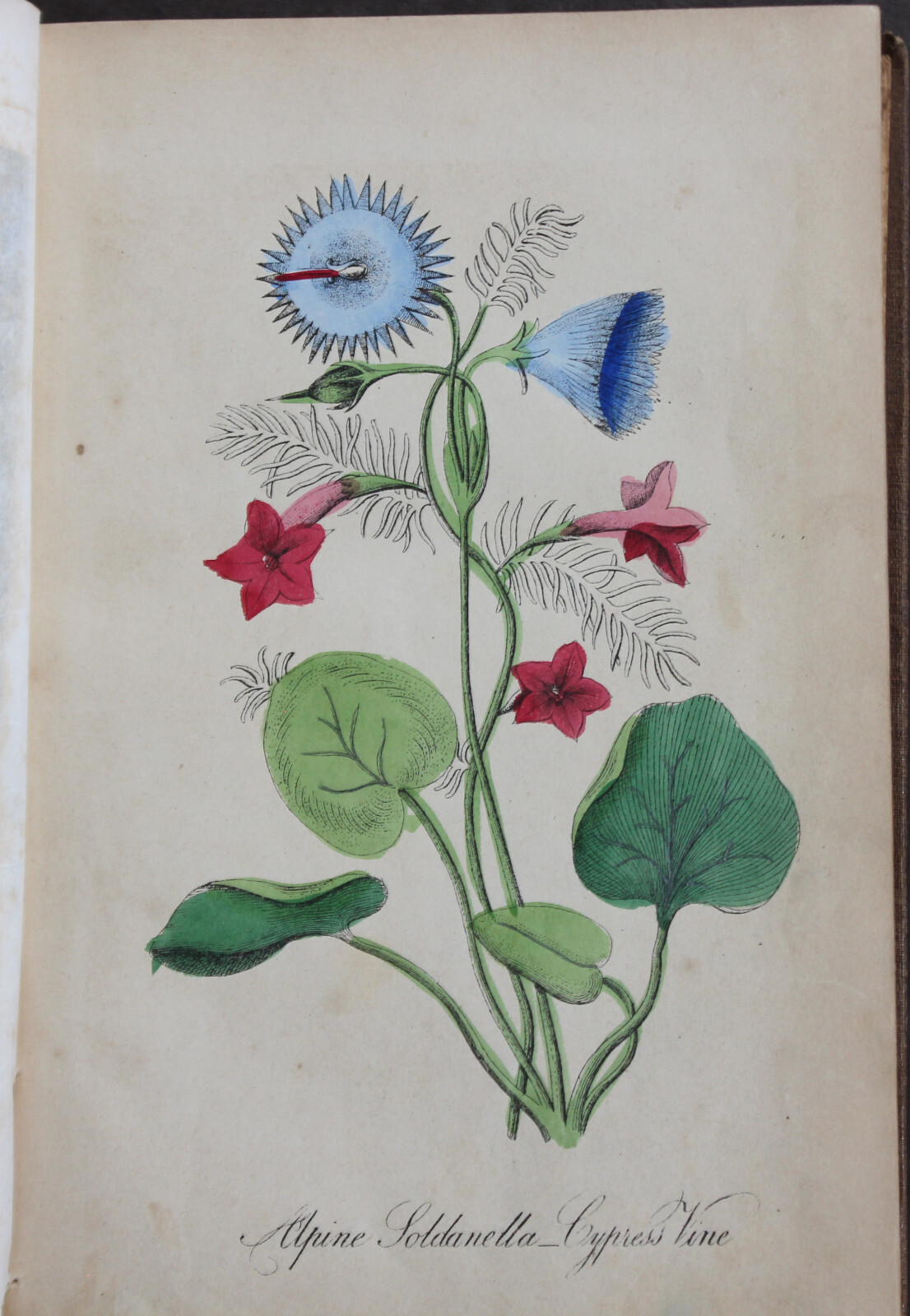 Rare Antique Old Book Ladies Souvenir Friendship Keepsake ~1850s Illustrated ⭐️