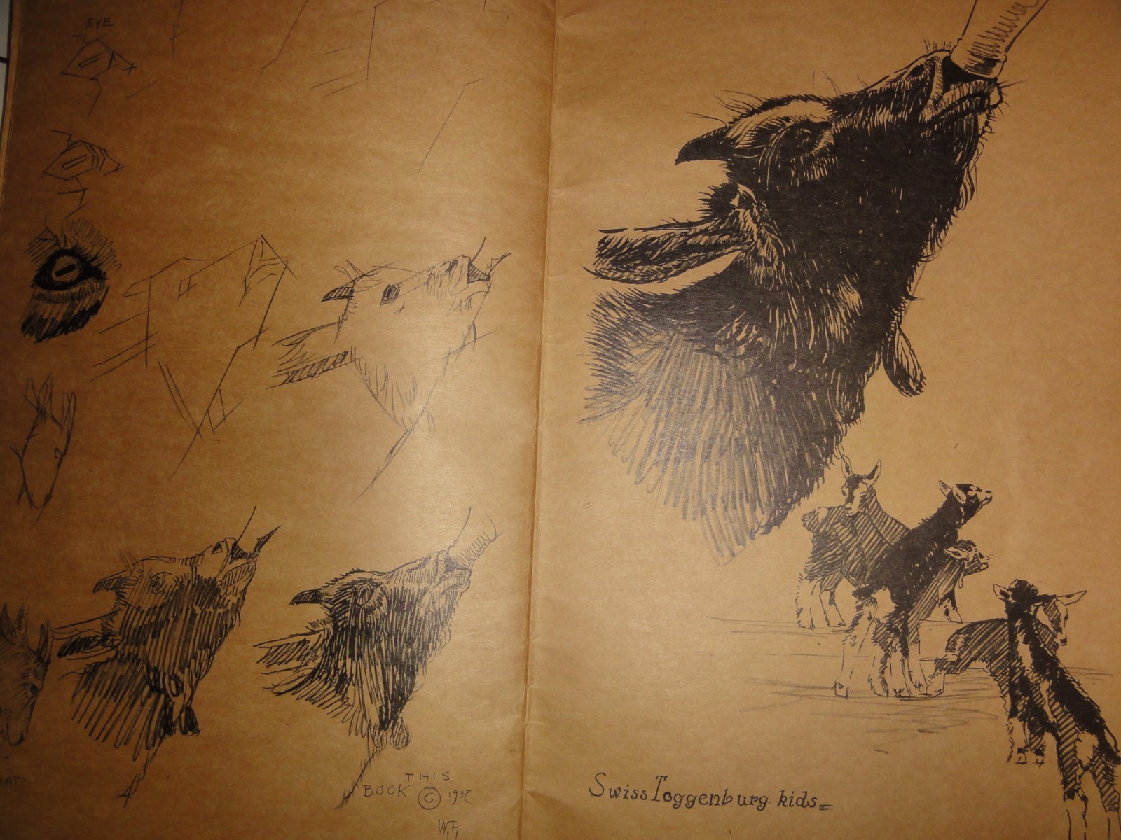 VERY OLD “HOW TO DRAW ANIMALS” BY WALTER T FOSTER, CIRCA UNKNOWN!