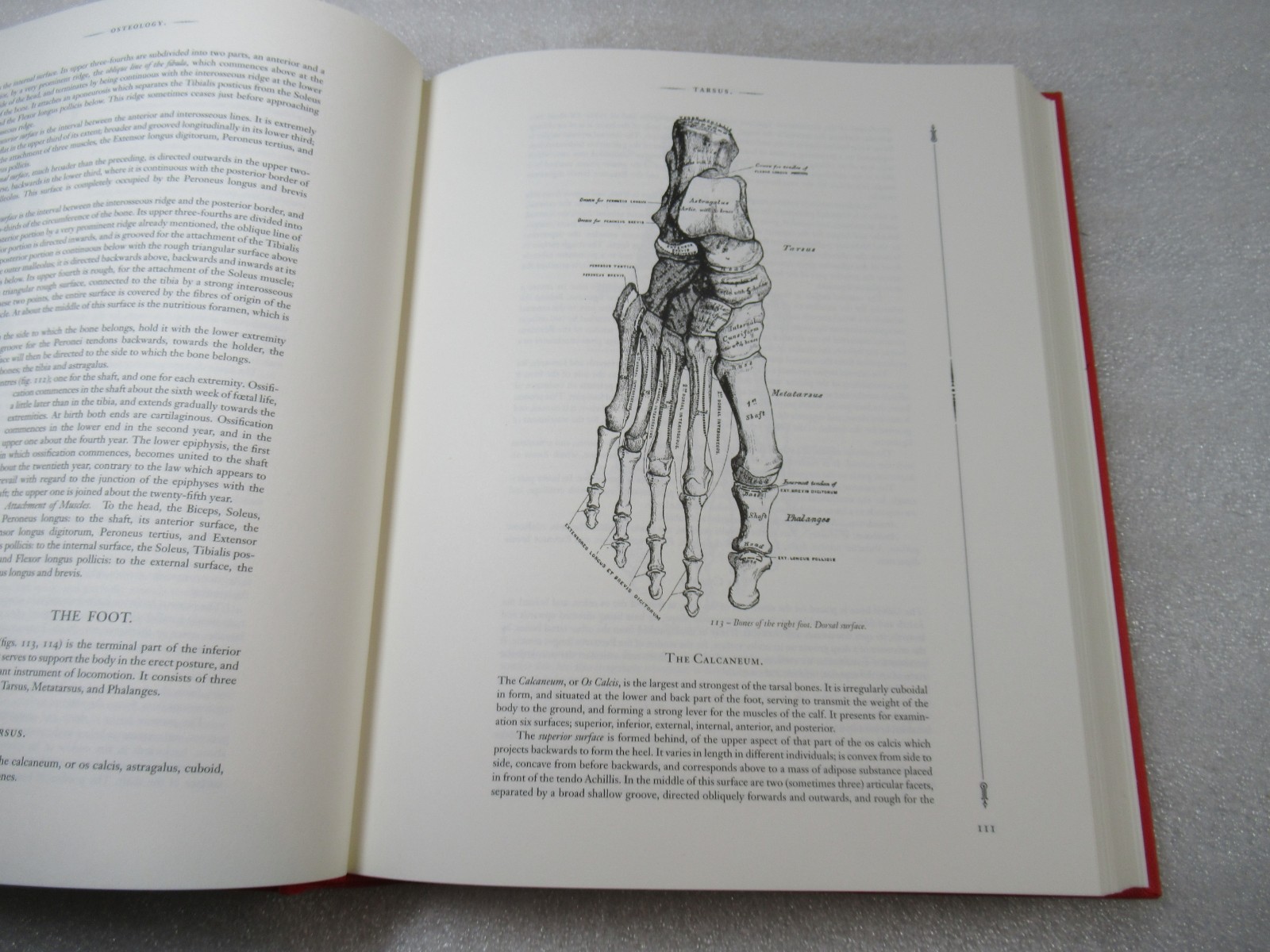 Gray’s Anatomy – Henry Carter Illustrated HB in Slipcase – Arcturus Edition 2014