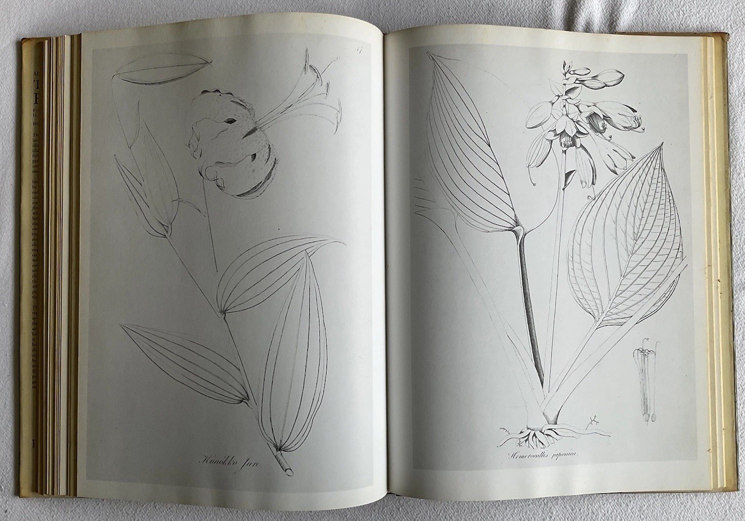 Collectable Vintage The Book of Flowers by Alice M. Coats. Large H/B Book, 1973