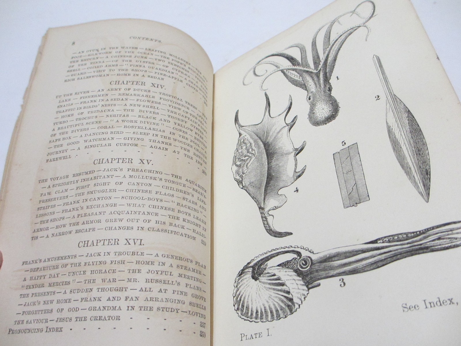 RARE 1866 ANTIQUE BOOK SEA SHELLS FRANK’S SEARCH FOR CONCHOLOGY STUDY ENG PLATES