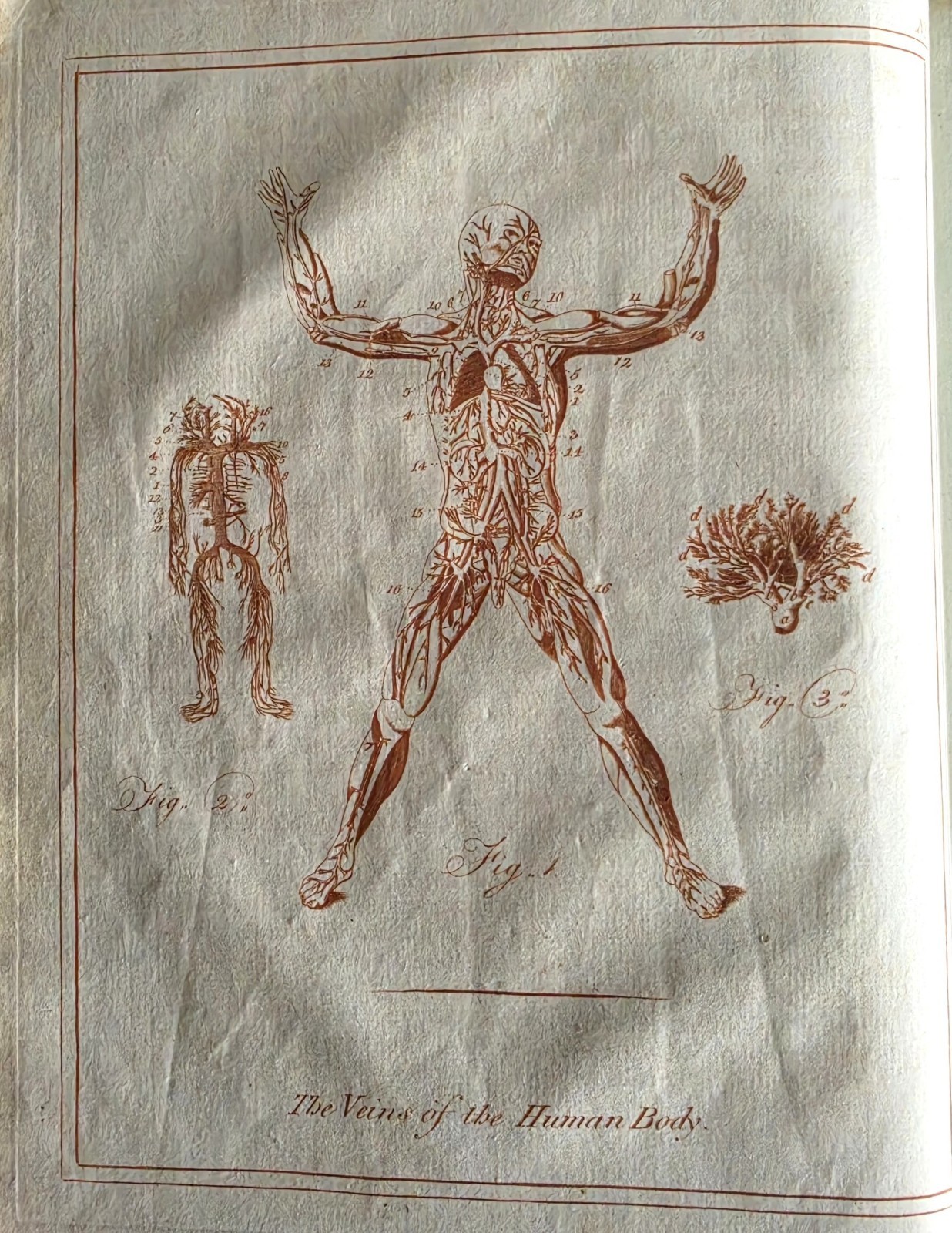 Culpeper English Physician Herbal Medical Part c1790s Sibly Occult Anatomy