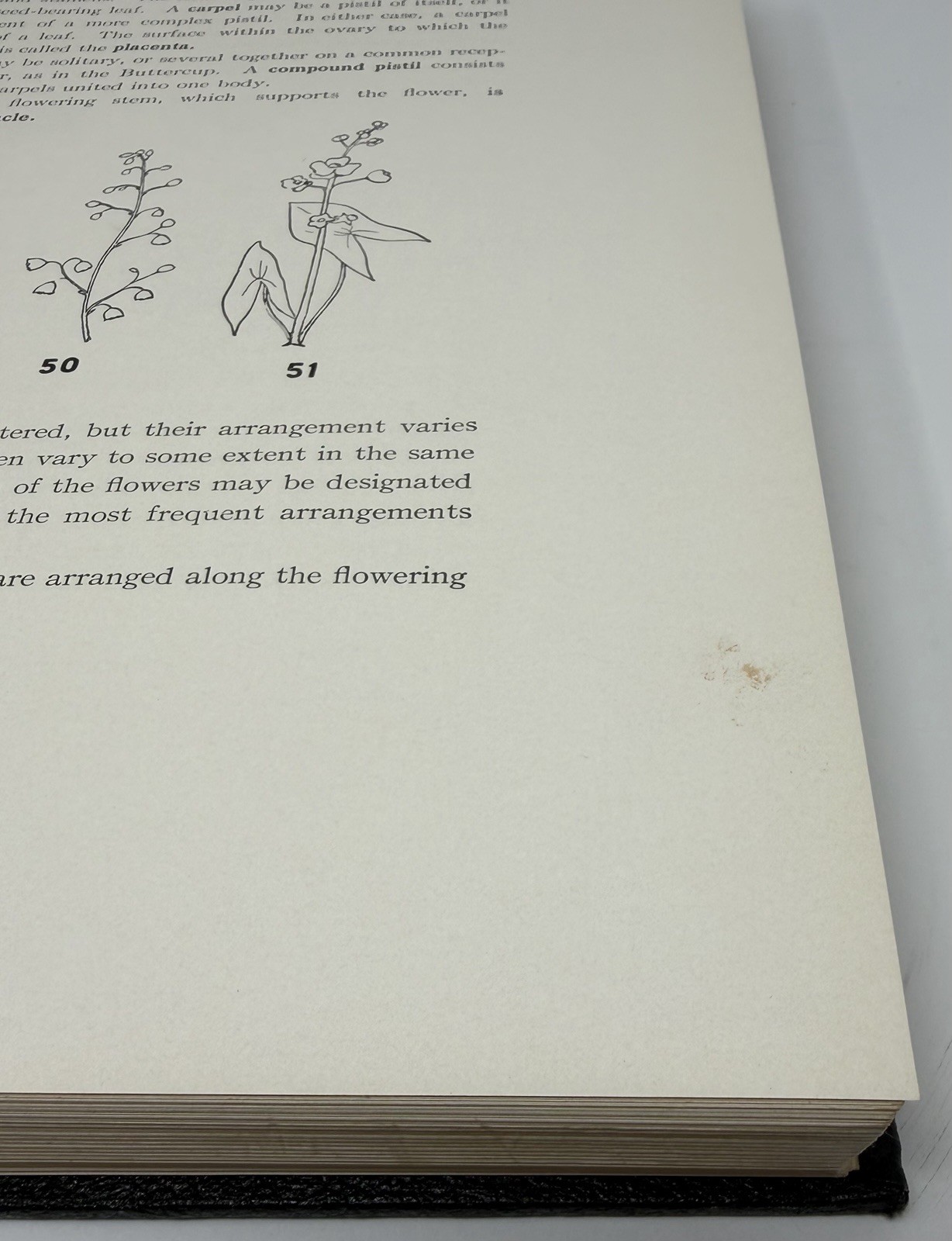 Wild Flowers by Homer D. House 1936 Antique Book Rare One Vol. Version Hardcover