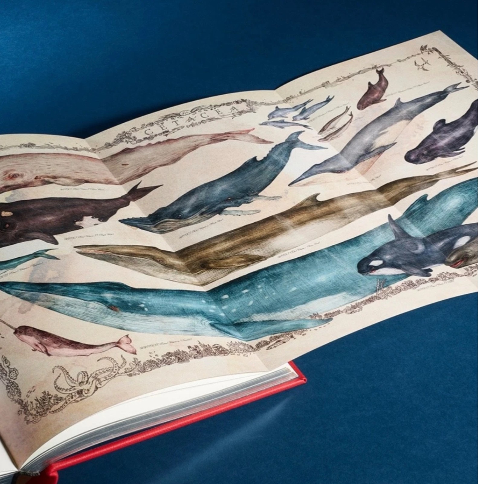 Folio Society Limited Edition, Leather Bound MOBY DICK. # 507 of 750.