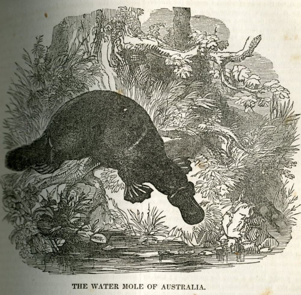 Pictorial Library of Useful Information. Fine modern binding, illustrated 1854