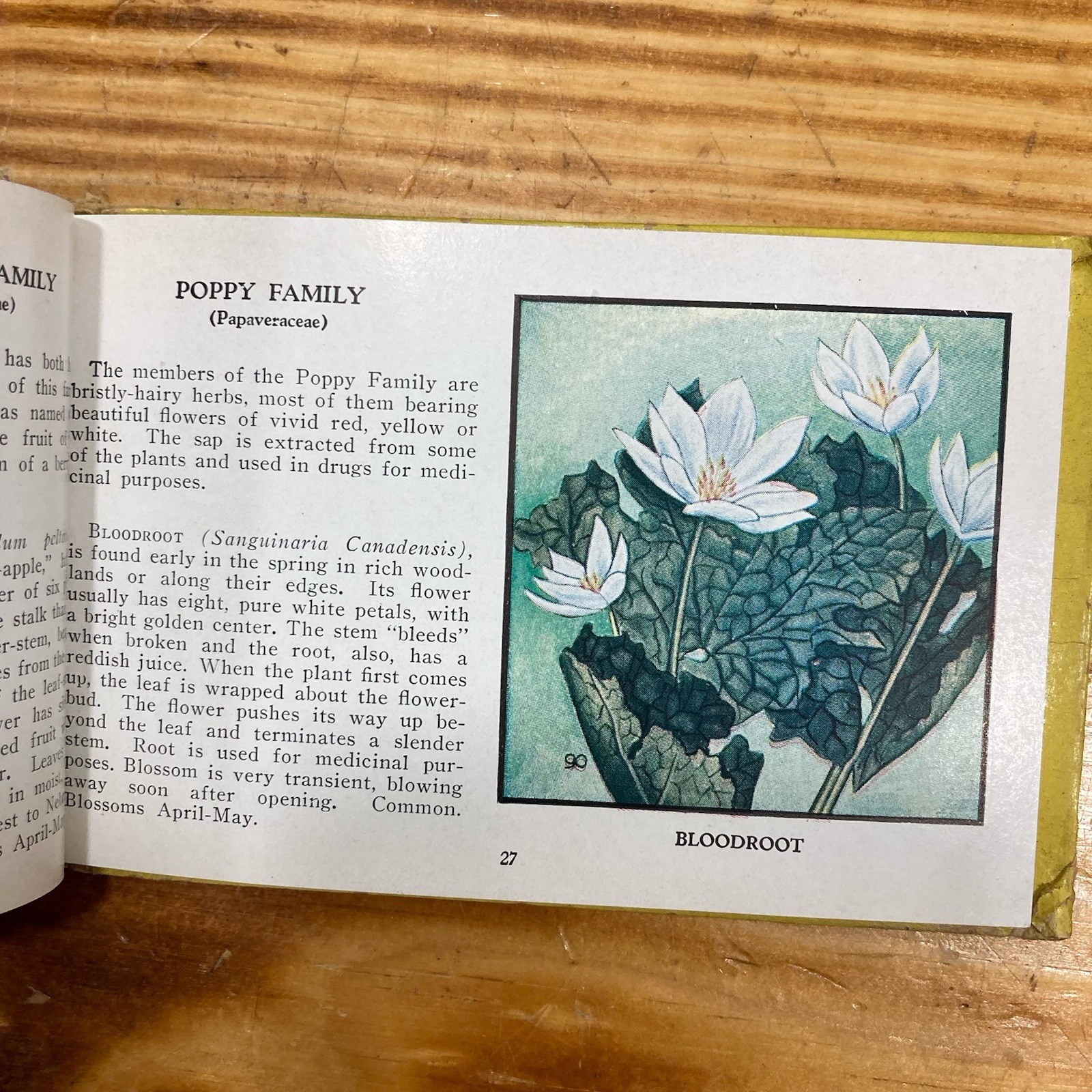 Vintage 1932 Whitman Pocket Book Field Guide Wild Flowers of America Jane Harvey