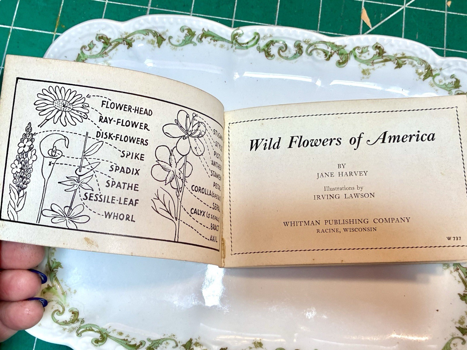 1932 Wild Flowers of America by Jane Harvey Booklet – Whitman Publishing Co.