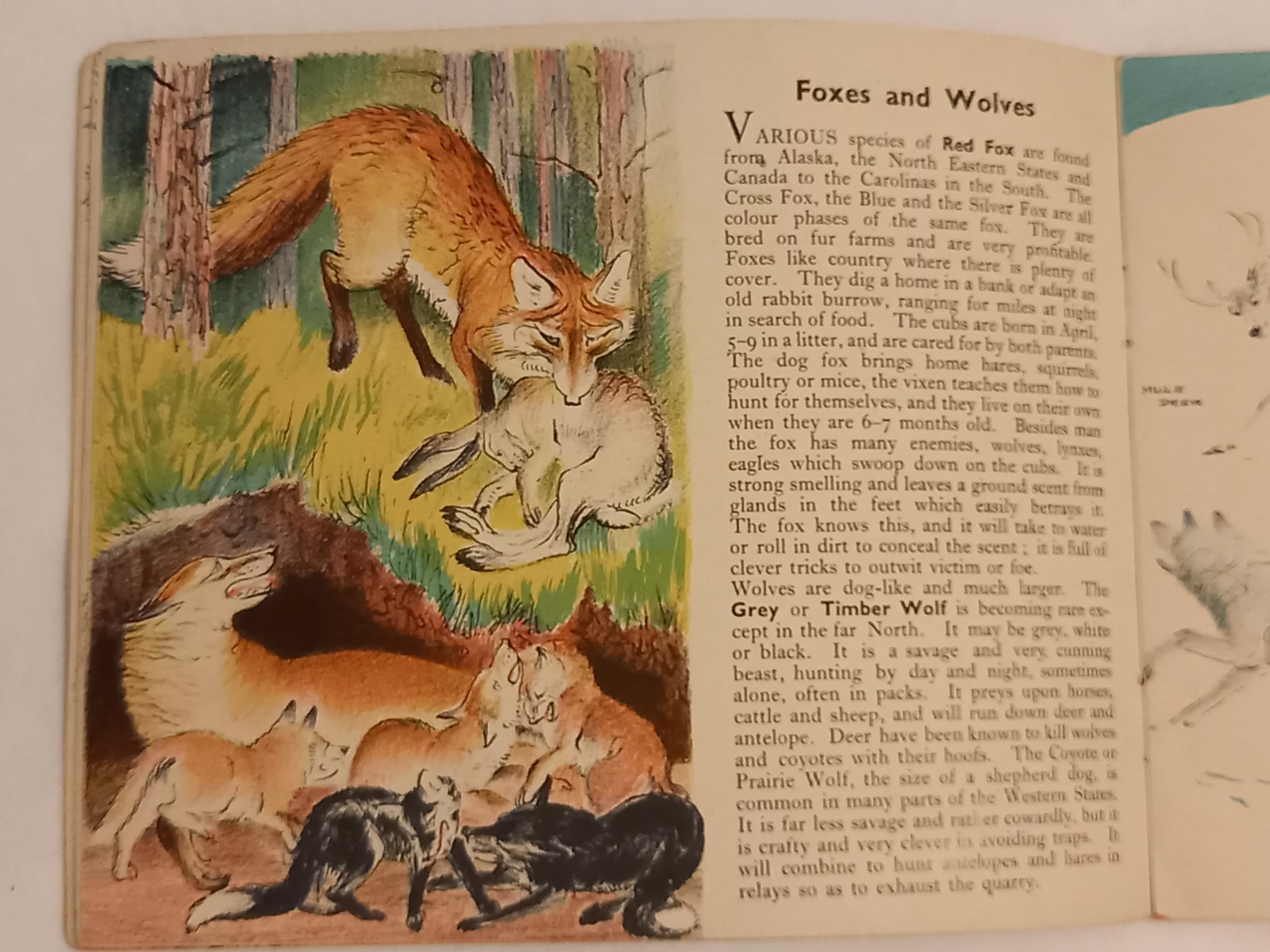 Vintage 1942 Animals Of North America Puffin Picture Book Arnrid Johnston 1st Ed