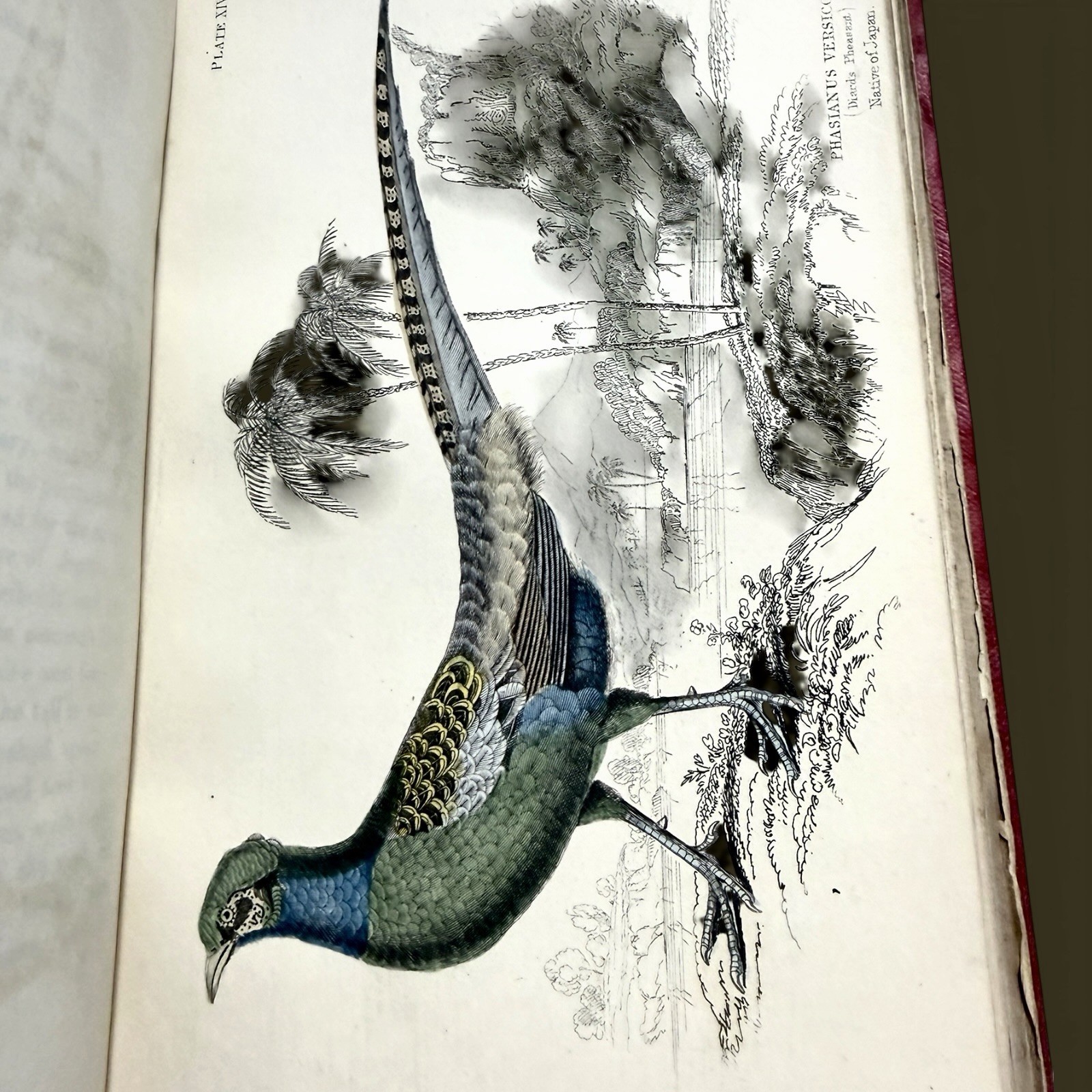 1834 Jardine Naturalist’s Library | Ornithology Vol XIV Hand-Colored Birds