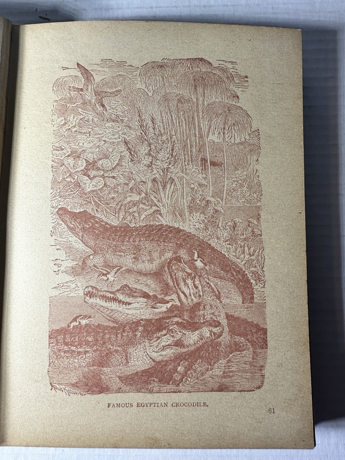 Vintage The King Of The Circus 1902 Book Unknown Publisher And Author 224 Pages