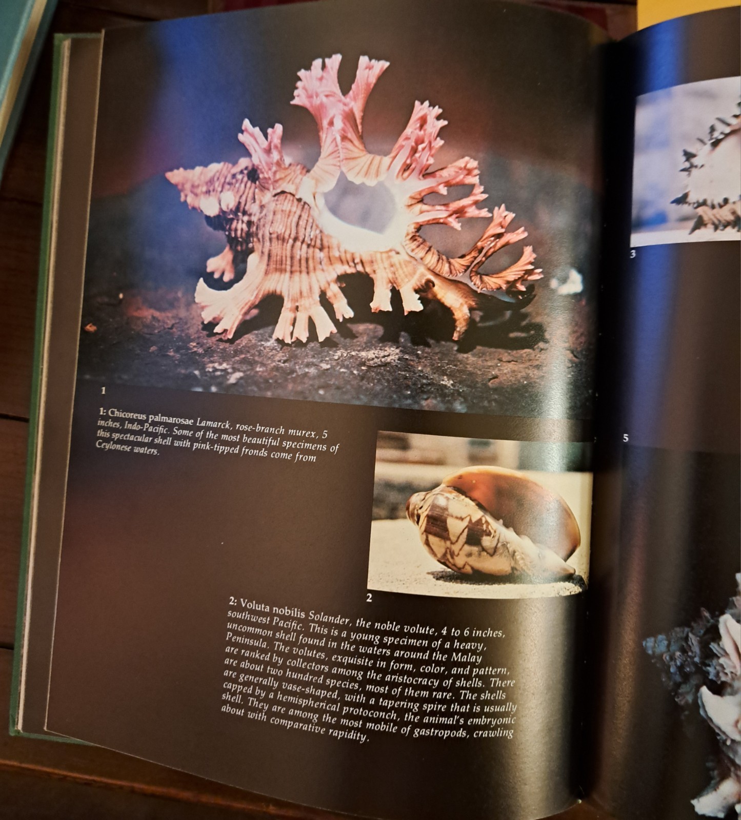 Shells: Treasures from the Sea By James A. Cox, Hardcover