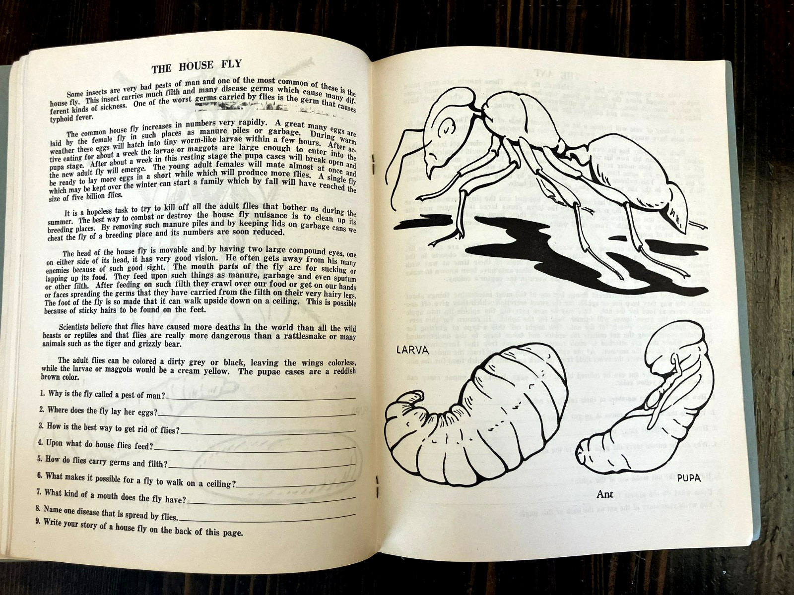 Vintage 1946 HAYES SCIENCE STUDIES Children’s Activity Book Illustrated