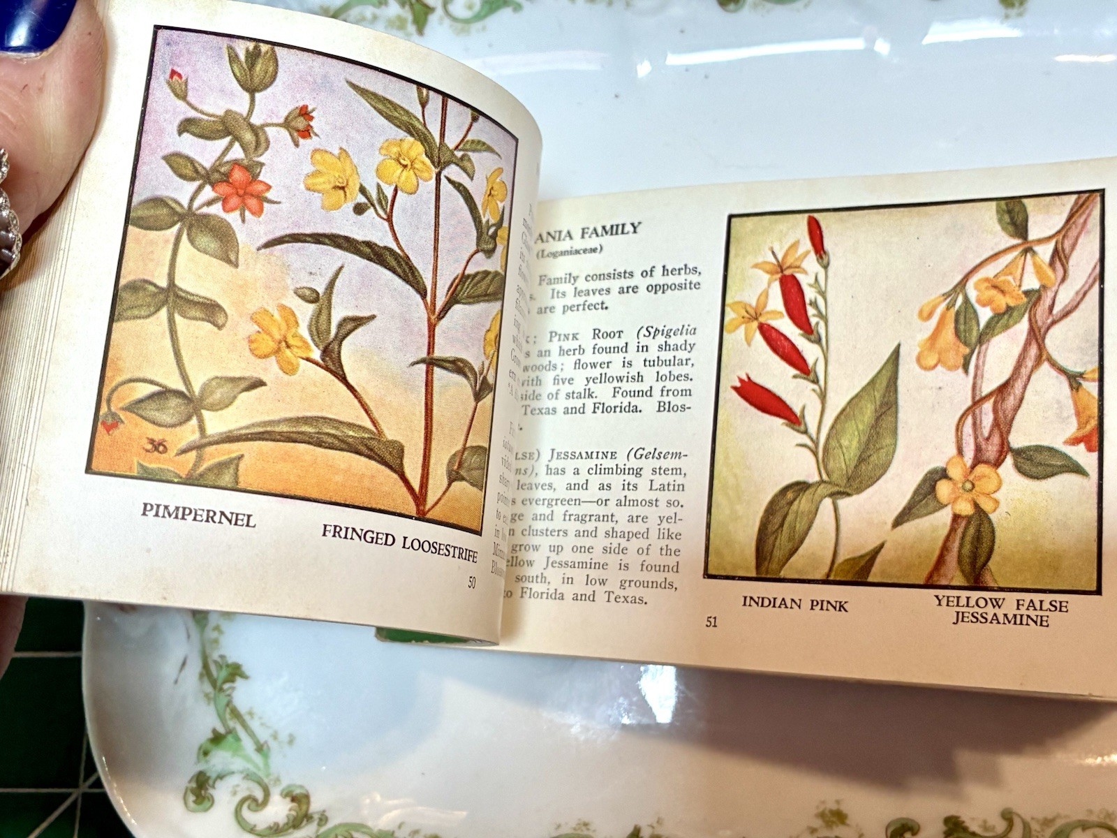 1932 Wild Flowers of America by Jane Harvey Booklet – Whitman Publishing Co.