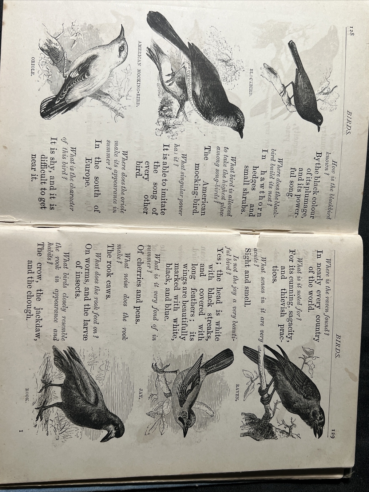 Antique 1881 THINGS OUT – OF – DOORS Book 480 ILLUSTRATIONS Hardback 160 Pg