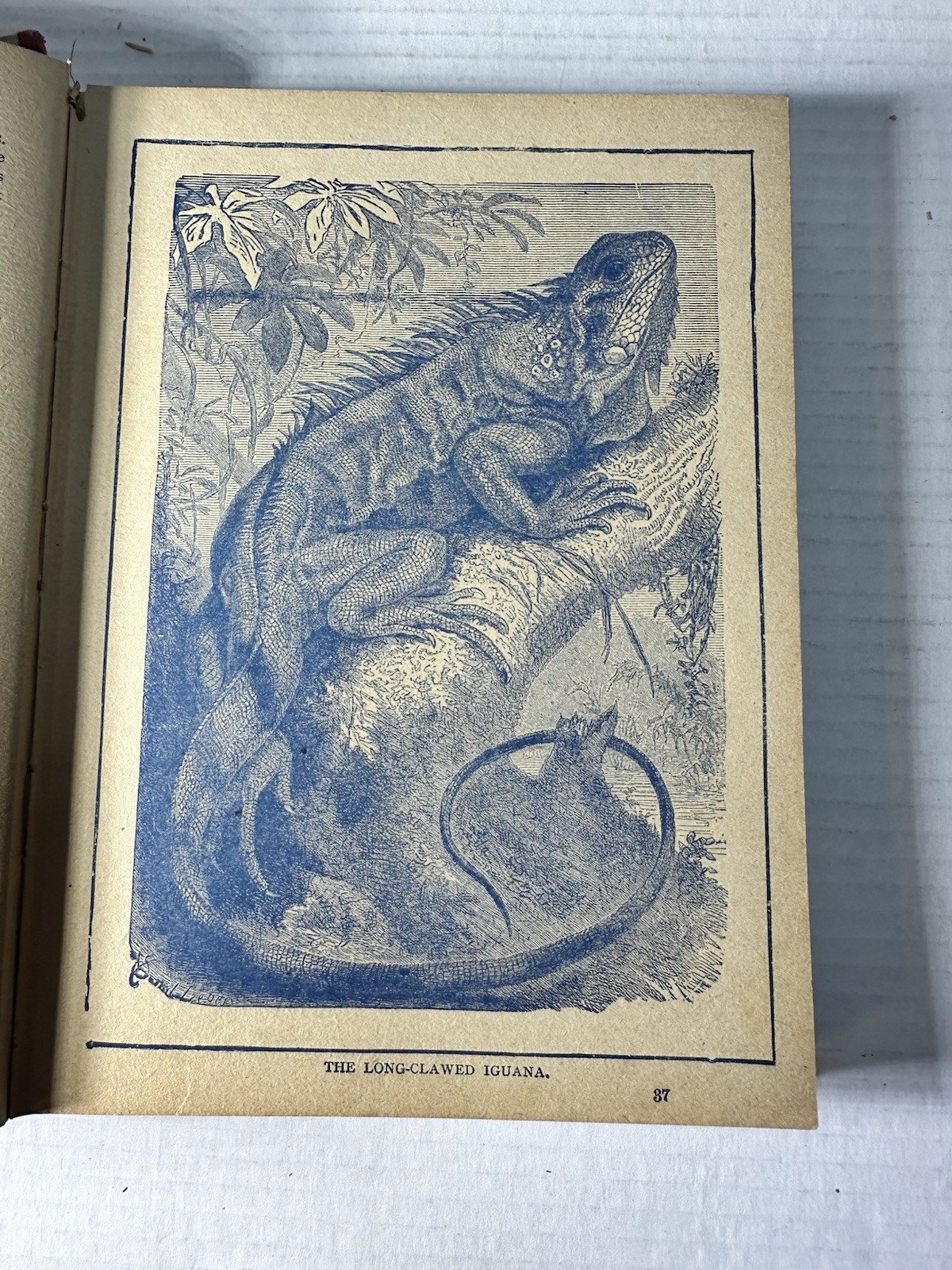 Vintage The King Of The Circus 1902 Book Unknown Publisher And Author 224 Pages