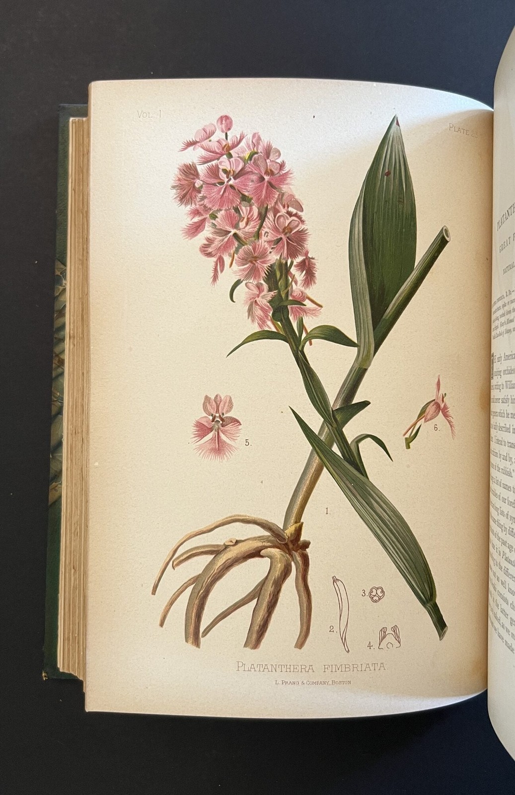 Thomas Meehan / Native Flowers and Ferns of the United States in their 1st 1879