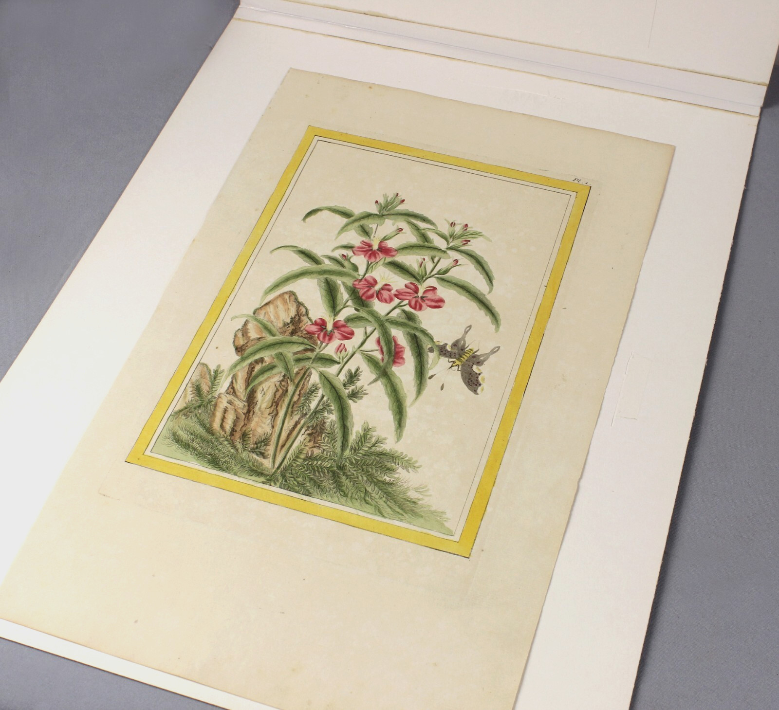 CHINA 1776 rare original hand-coloured etching OLEANDER Pierre Buchoz botany