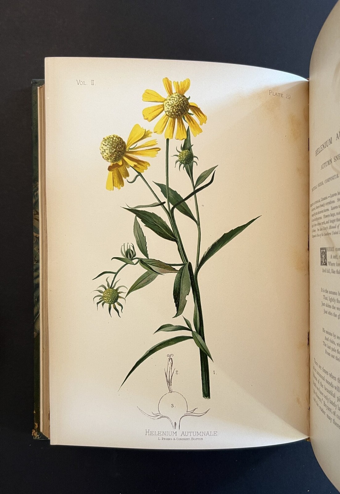 Thomas Meehan / Native Flowers and Ferns of the United States in their 1st 1879