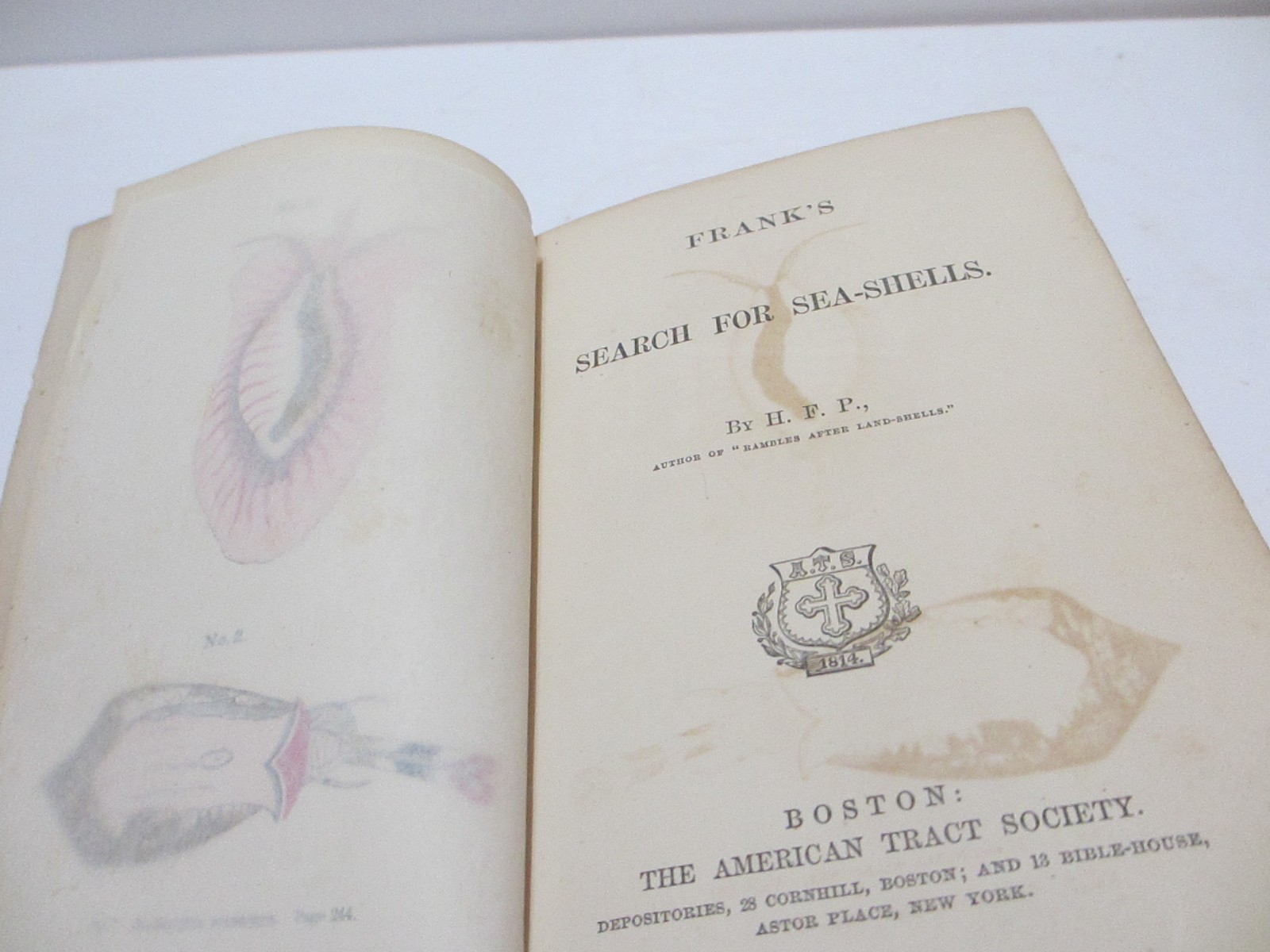 RARE 1866 ANTIQUE BOOK SEA SHELLS FRANK’S SEARCH FOR CONCHOLOGY STUDY ENG PLATES