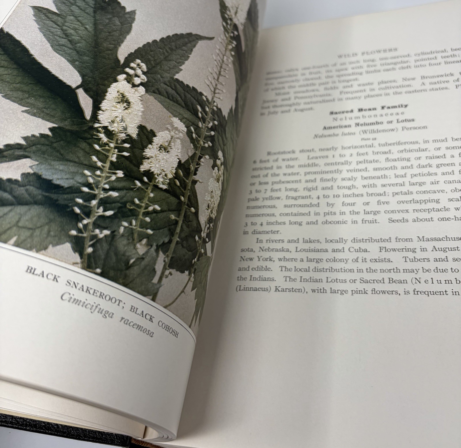 Wild Flowers by Homer D. House 1936 Antique Book Rare One Vol. Version Hardcover