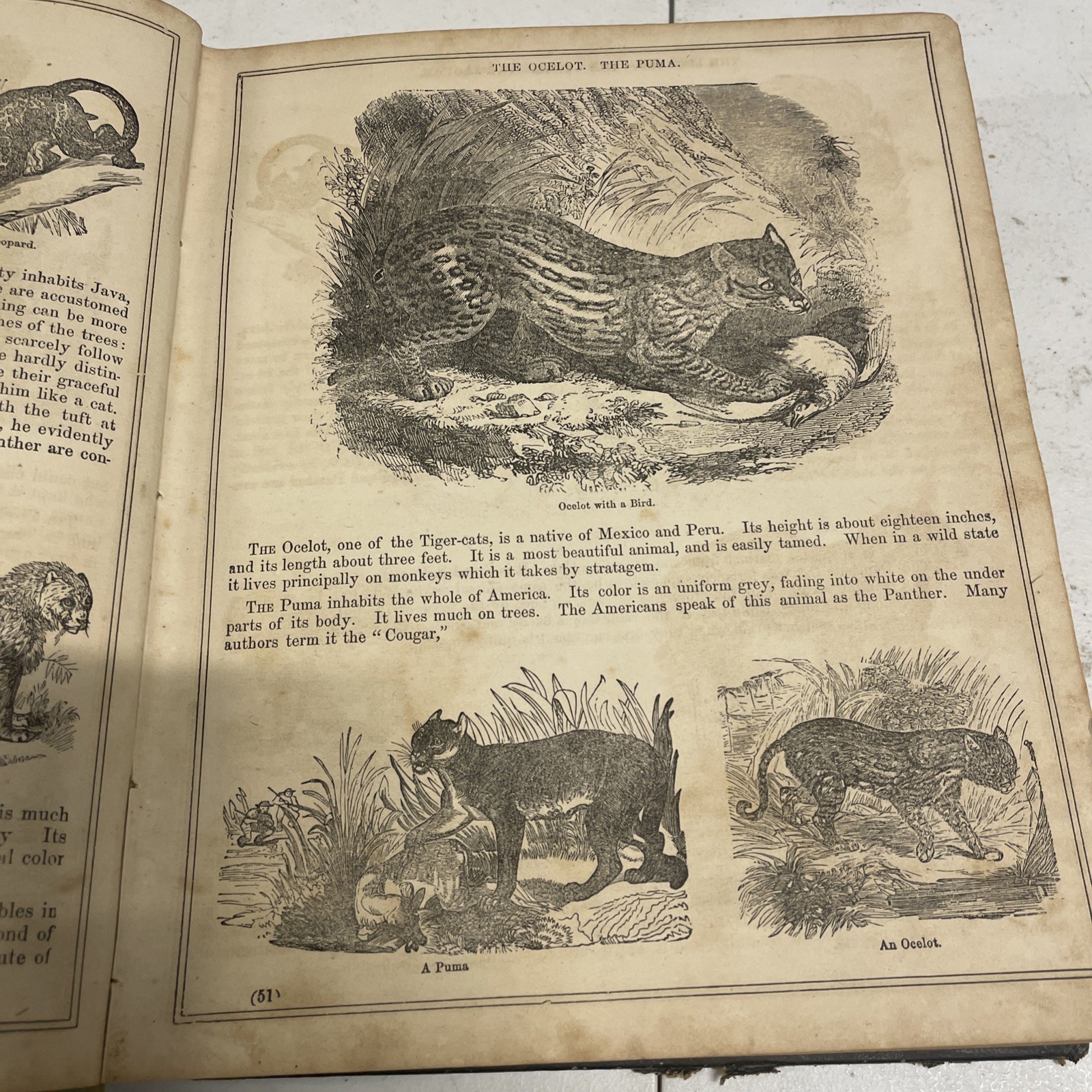 RARE 1855 JOHN FROST BOOK, “GRAND ILLUSTRATED ENCYCLOPEDIA OF ANIMATED NATURE”
