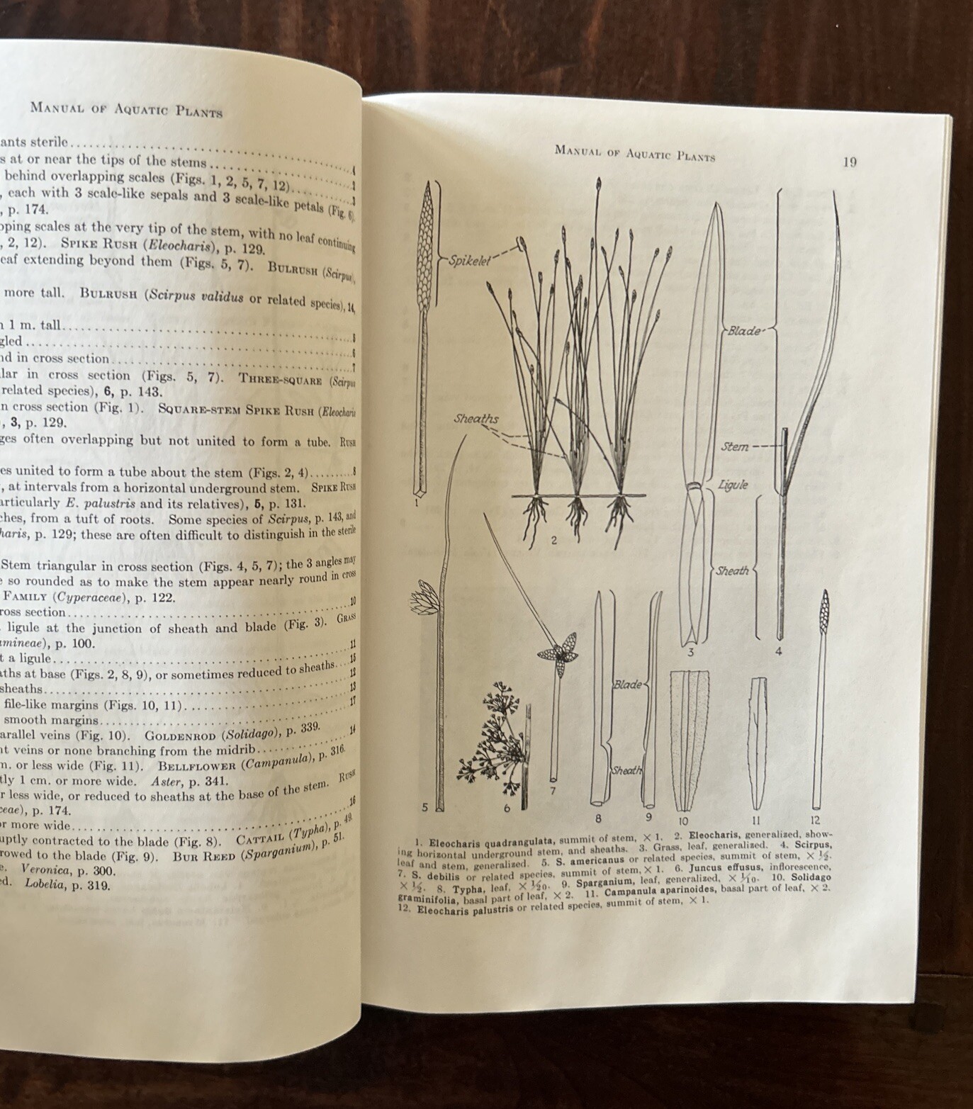 A Manual of Aquatic Plants; Norman C Fassett 1985; University Of Wisconsin Press
