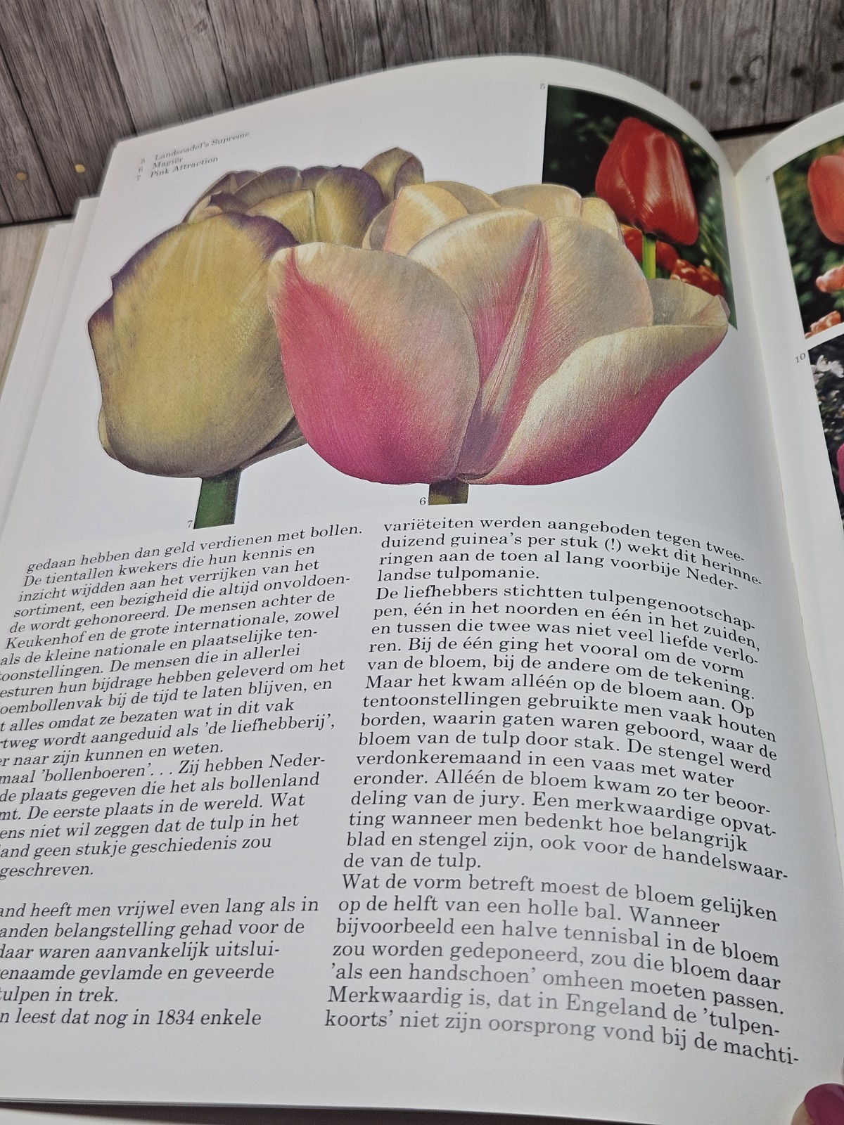 1978 Het Boek Van De Tulp Dutch Tulip Book Tom Lodewijk Holland America Bulb…