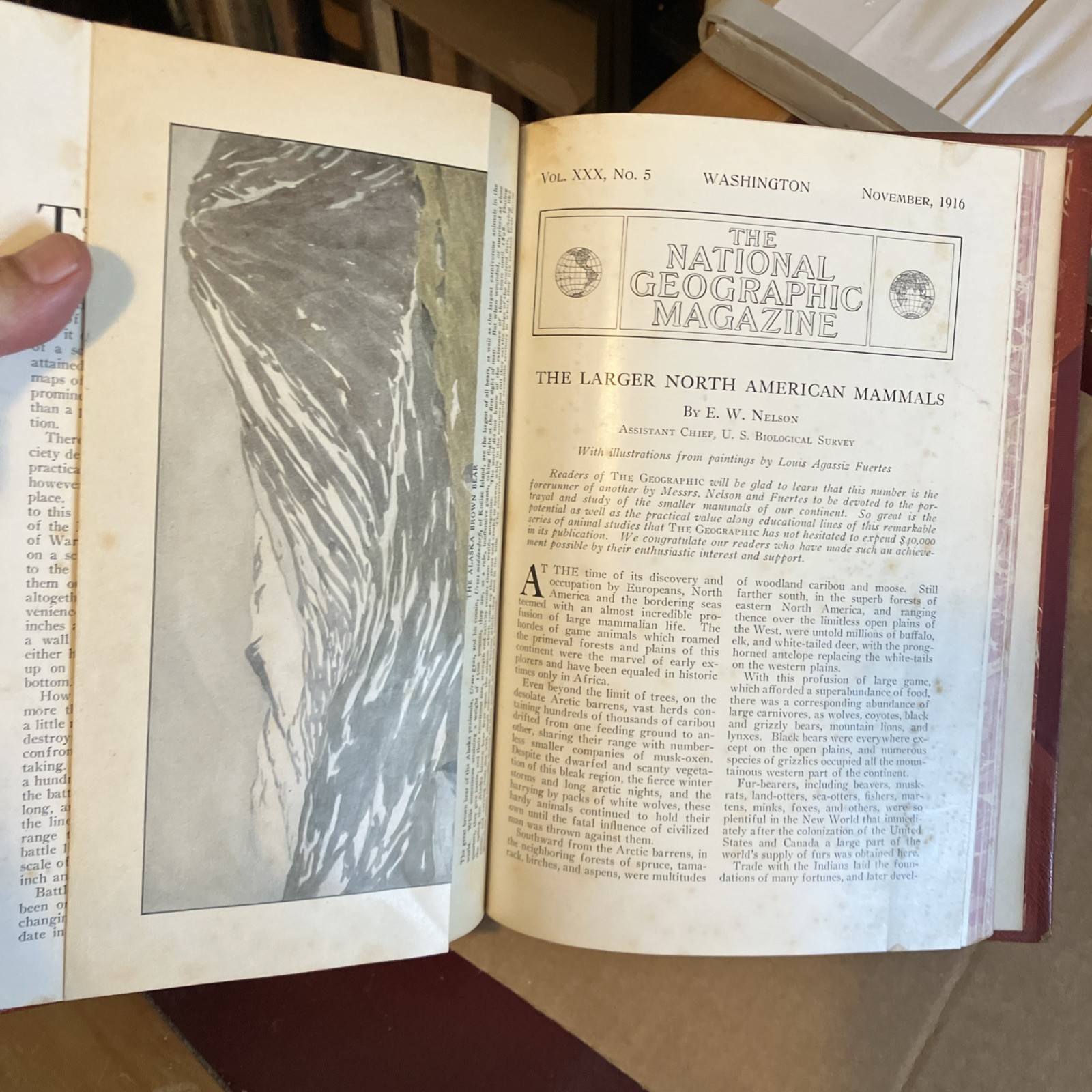 Rebound to Fine Binding National Geographic 1916, 1918 Mammals North America
