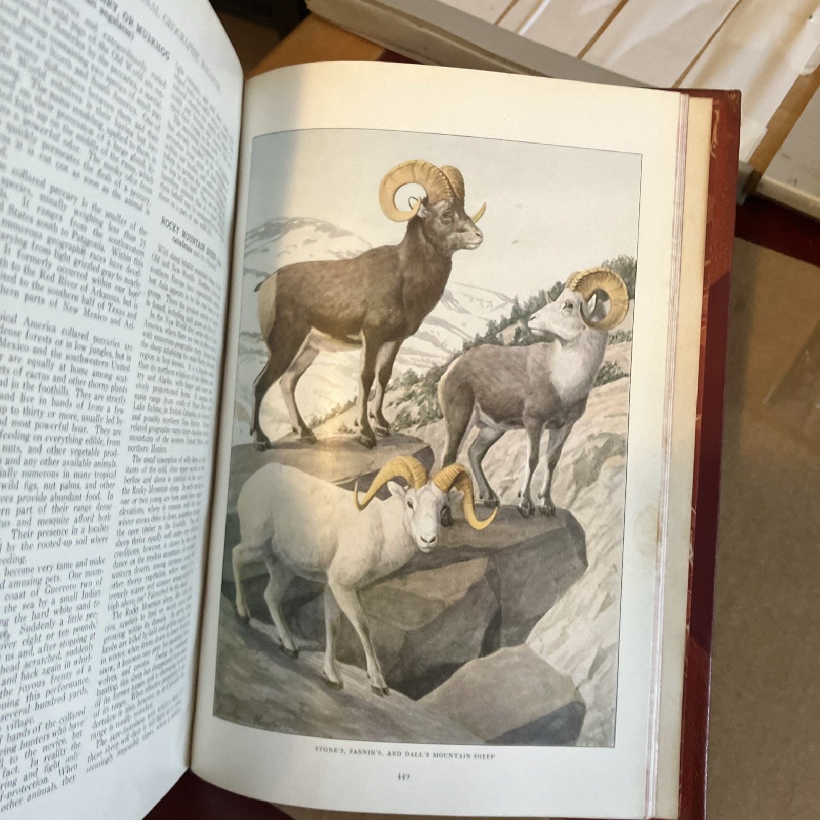 Rebound to Fine Binding National Geographic 1916, 1918 Mammals North America
